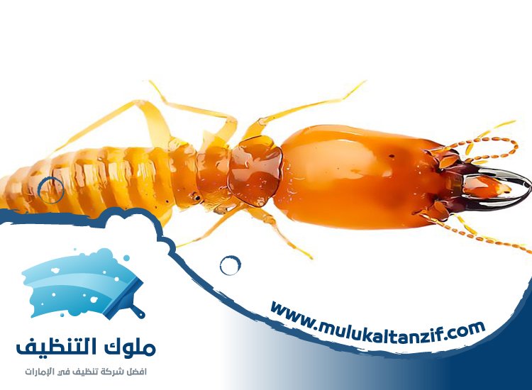 شركة مكافحة الرمة في عجمان