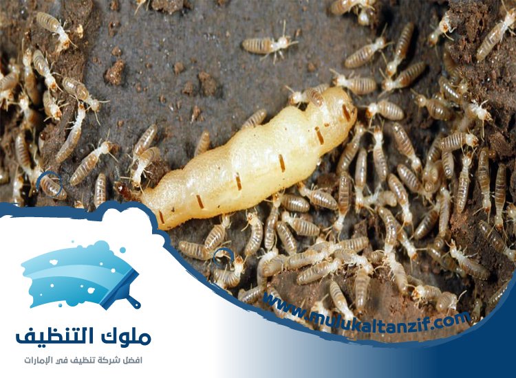 شركة مكافحة الرمة في الغرفة