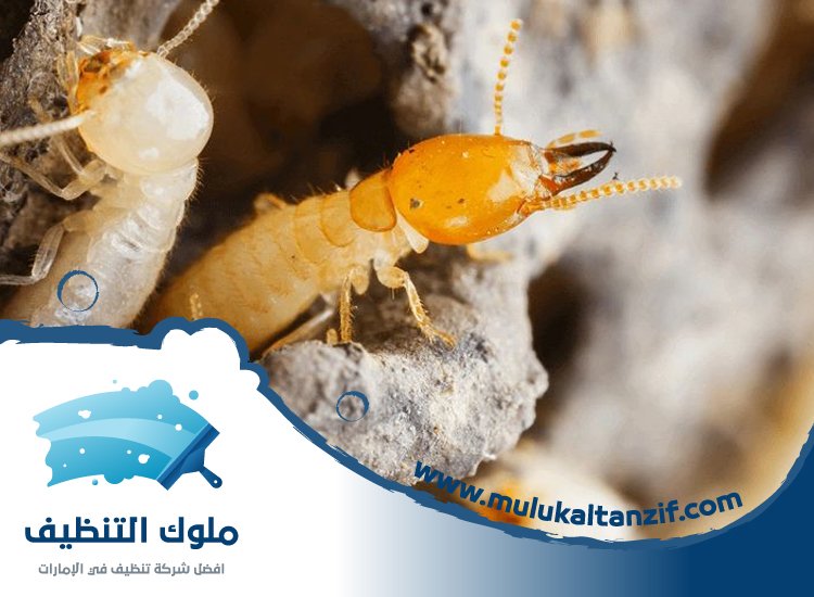 شركة مكافحة الرمة في عجمان