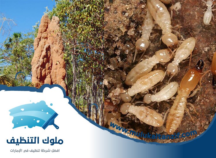 شركة مكافحة الرمة في الغرفة