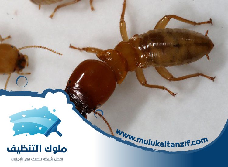 شركة مكافحة الرمة في عجمان