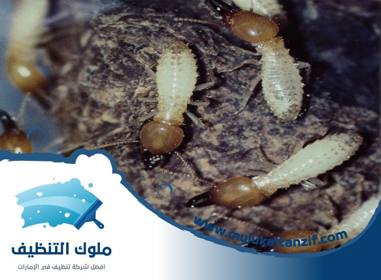 شركة مكافحة الرمة في الغرفة