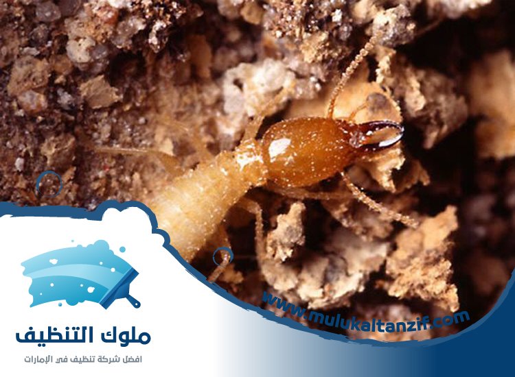 شركة مكافحة الرمة في دبا الفجيرة