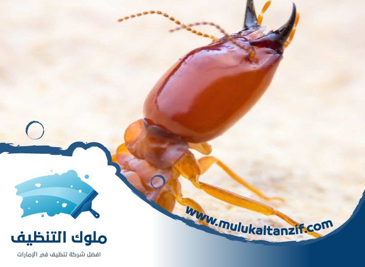 شركة مكافحة الرمة في دبي