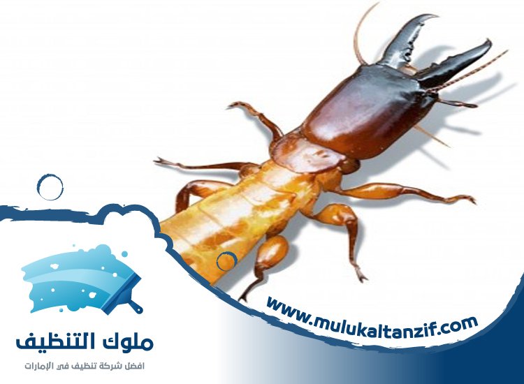 شركة مكافحة الرمة في دبي