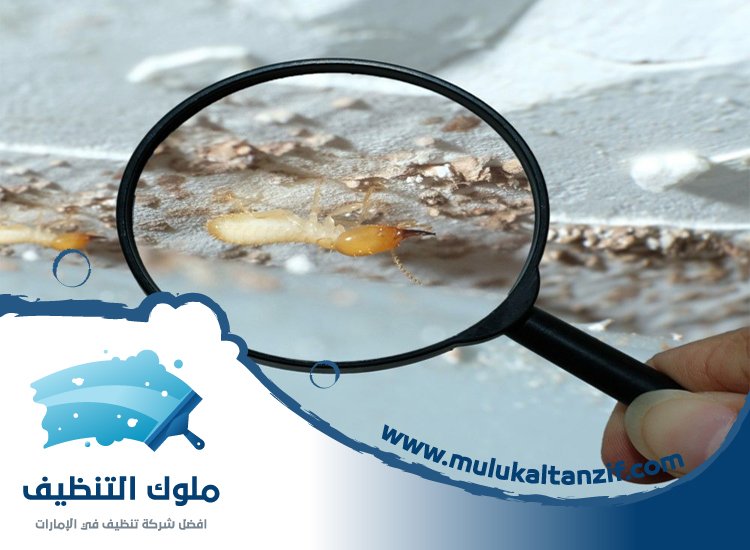 شركة مكافحة الرمة في حبحب