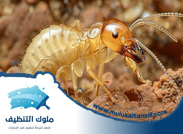 شركة مكافحة الرمة في دبي