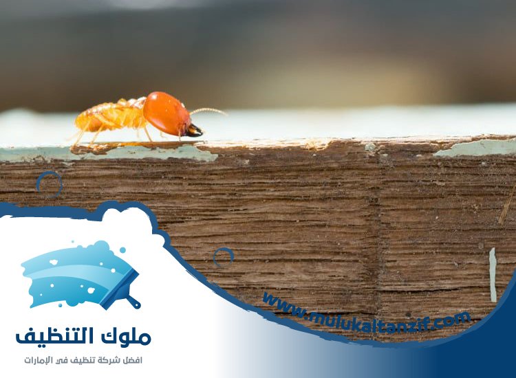 شركة مكافحة الرمة في دبا الفجيرة