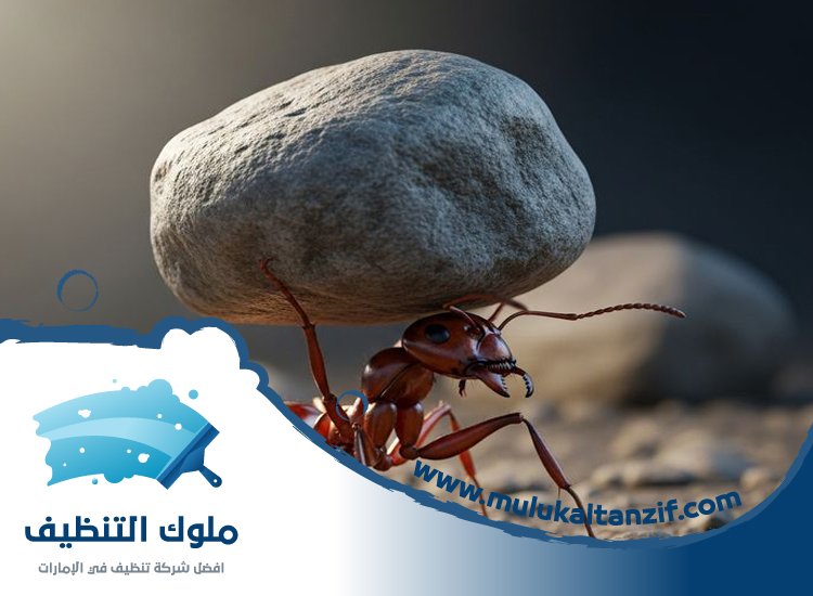 شركة مكافحة النمل في عجمان