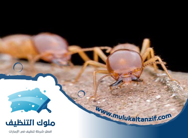 شركة مكافحة الرمة في دبا الفجيرة