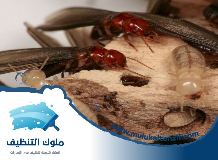 شركة مكافحة الرمة في حبحب