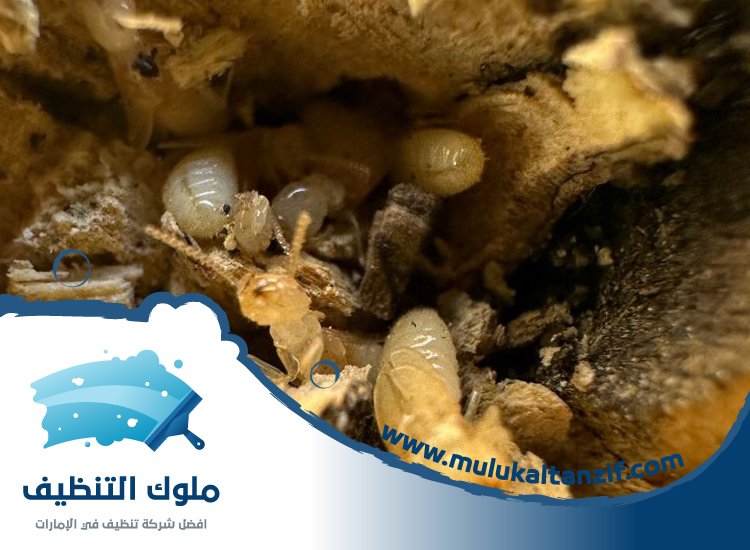 شركة مكافحة النمل في عجمان