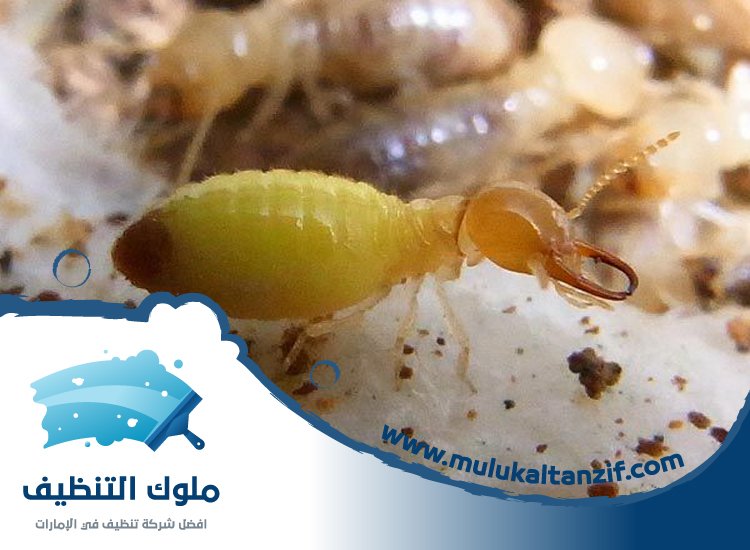 شركة مكافحة الرمة في حبحب