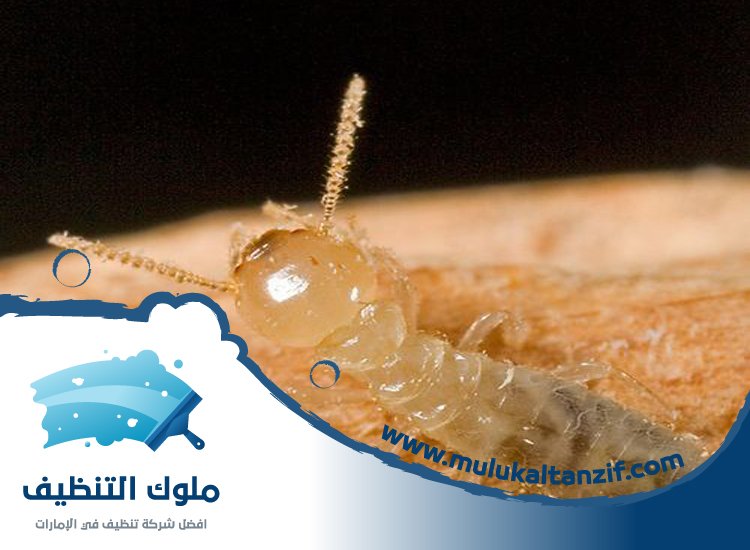 شركة مكافحة الرمة في قراط