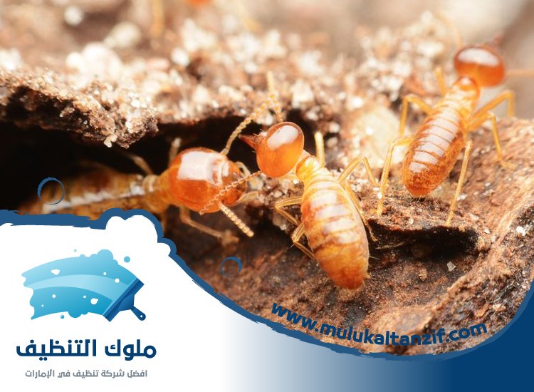 شركة مكافحة النمل في عجمان