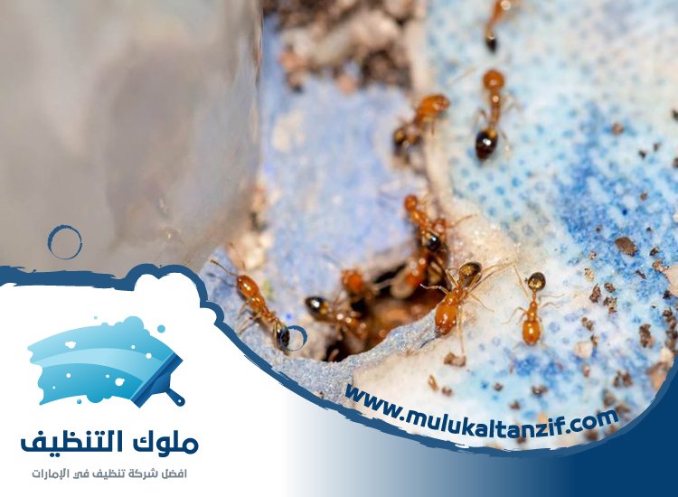 شركة مكافحة الرمة في دبا الفجيرة