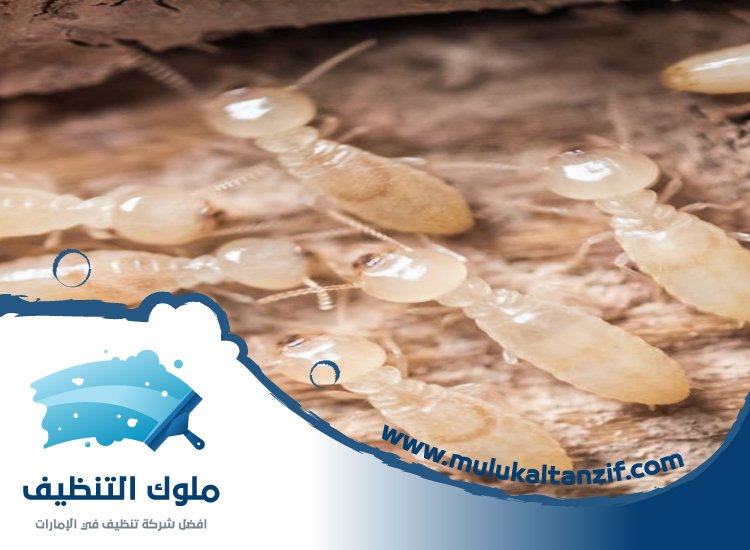 شركة مكافحة النمل في دبي