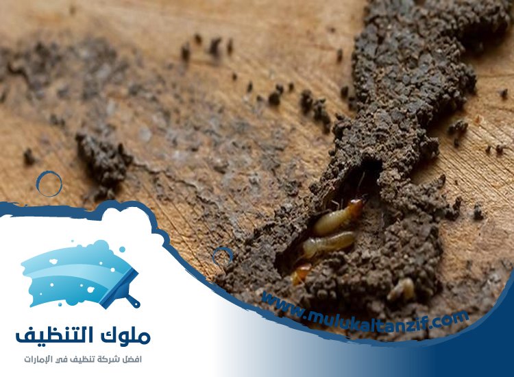 شركة مكافحة الرمة في حبحب