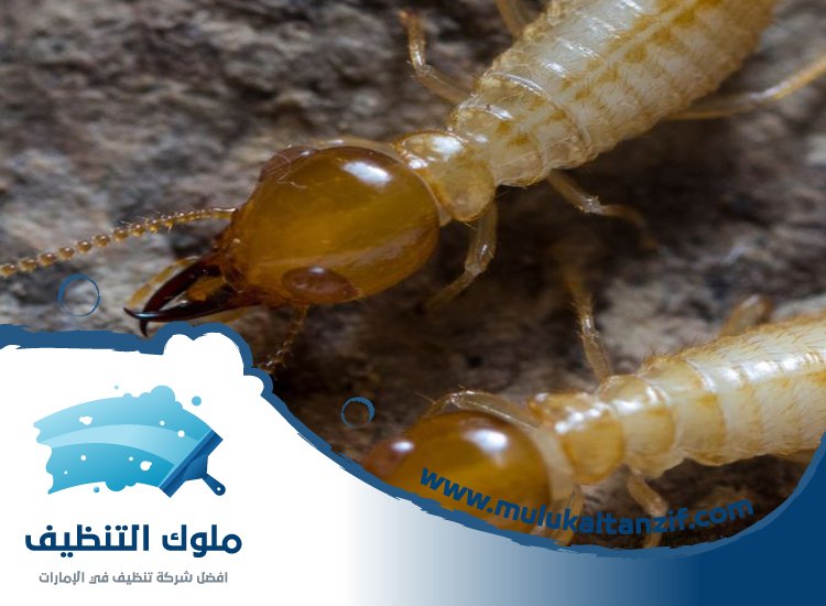 شركة مكافحة النمل في دبي