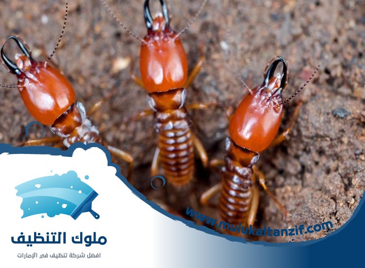 شركة مكافحة النمل في دبي