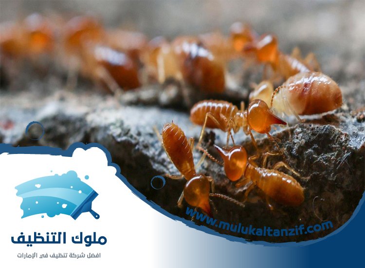 شركة مكافحة الرمة في الطيبة