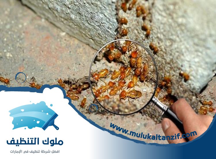 شركة مكافحة الرمة في سمنان