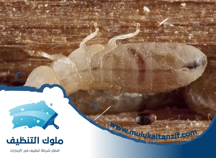 شركة مكافحة الرمة في قراط