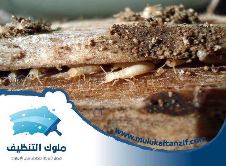 شركة مكافحة الرمة في مربح