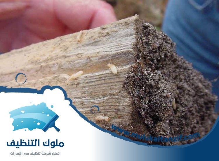 شركة مكافحة الرمة في الطيبة