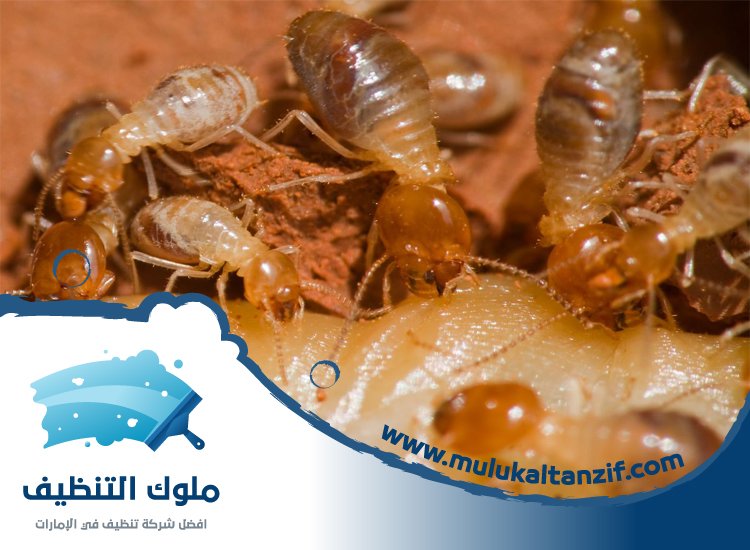 شركة مكافحة الرمة في مربح