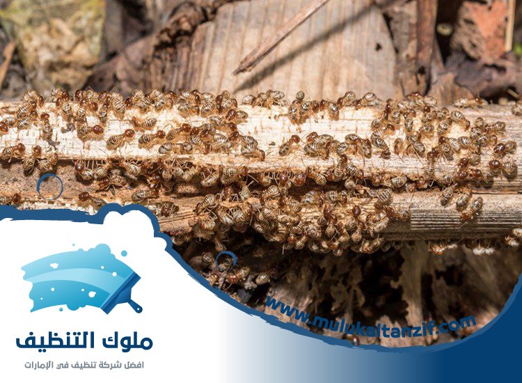 شركة مكافحة الرمة في قراط