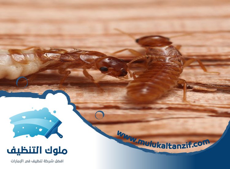 شركة مكافحة الرمة في سمنان