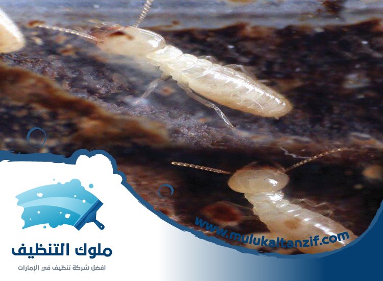 شركة مكافحة الرمة في سمنان