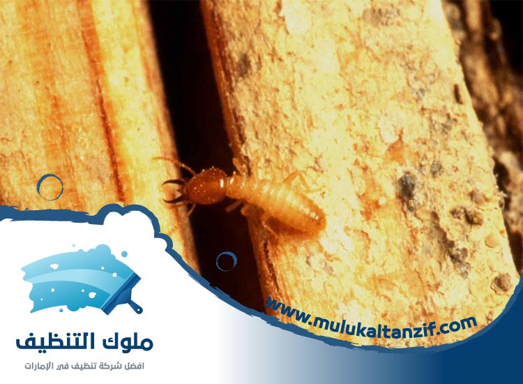 شركة مكافحة الرمة في دبا الحصن