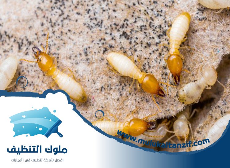 شركة مكافحة الرمة