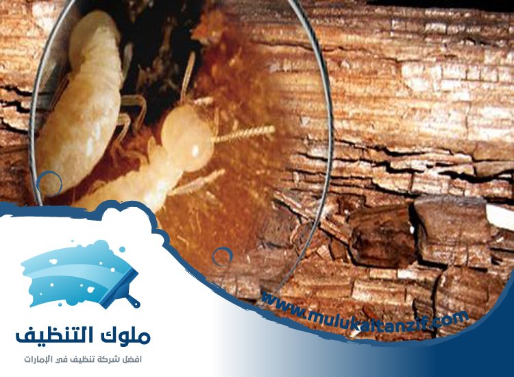 شركة مكافحة الرمة في سمنان