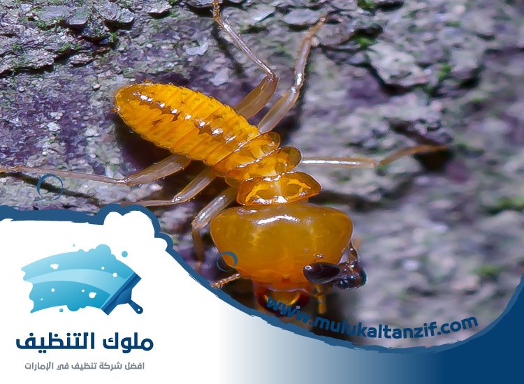 شركة مكافحة الرمة في الشارقة