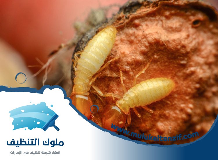 شركة مكافحة الرمة في الحمرية