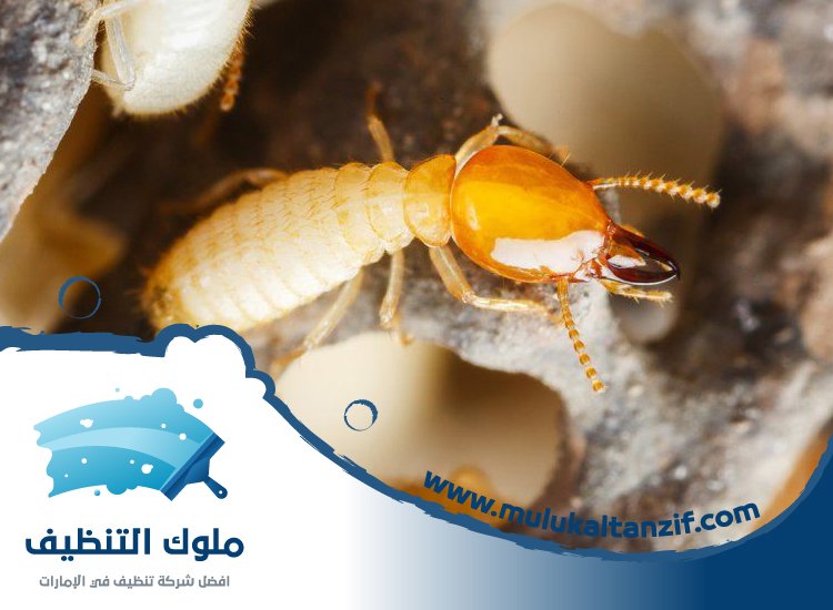 شركة مكافحة الرمة في الشارقة