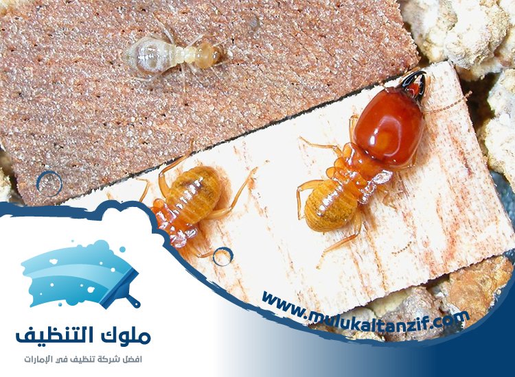 شركة مكافحة الرمة