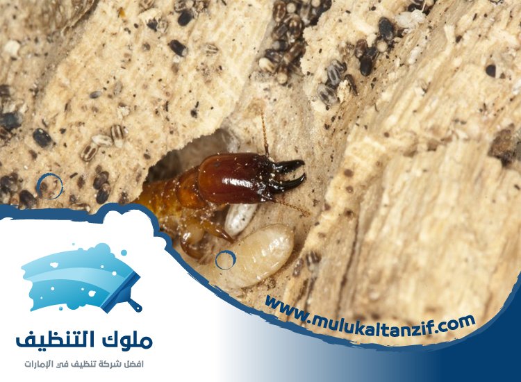 شركة مكافحة الرمة في الحمرية