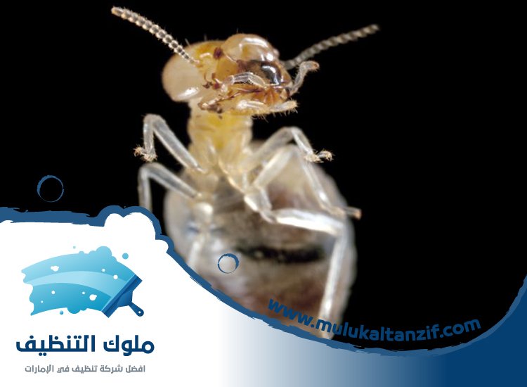 شركة مكافحة الرمة في الفصيل