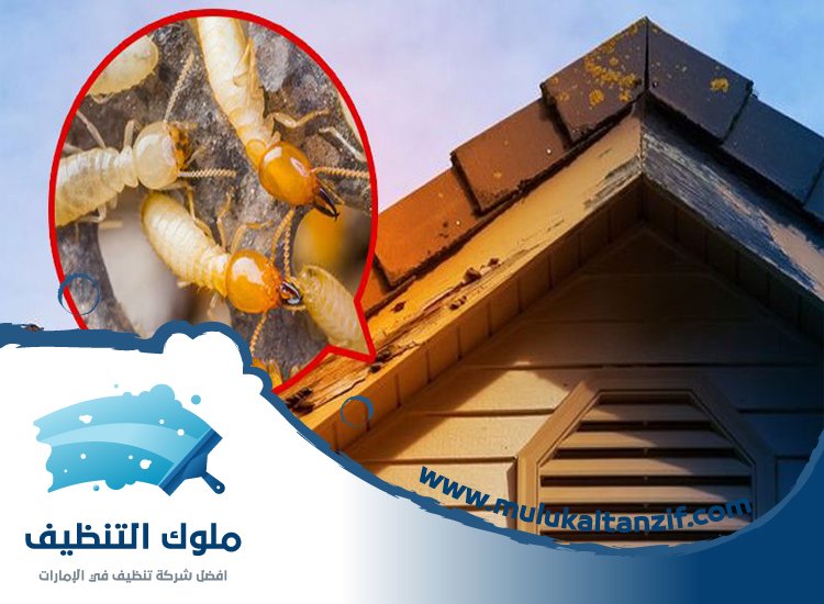 شركة مكافحة الرمة