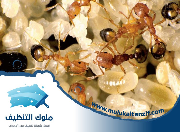 شركة مكافحة الرمة في دبا الحصن