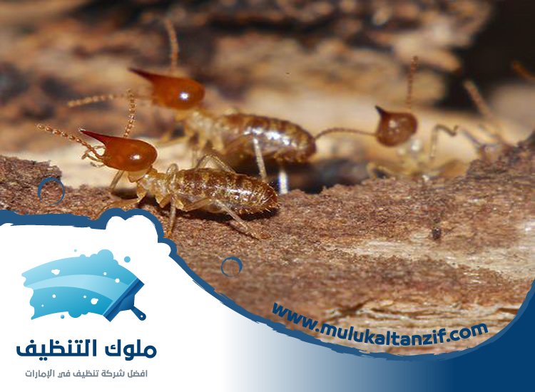 شركة مكافحة الرمة في الذيد