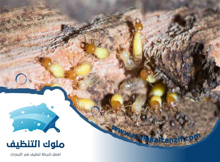 شركة مكافحة الرمة في دبا الحصن