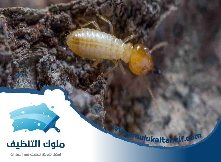 شركة مكافحة الرمة في الذيد