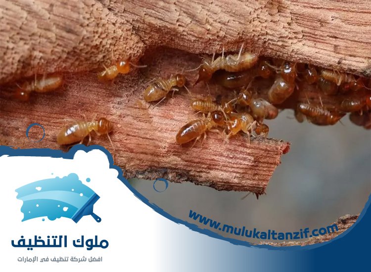 شركة مكافحة الرمة في مليحة