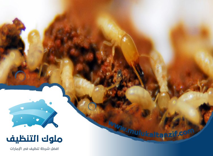 شركة مكافحة الرمة في التعاون