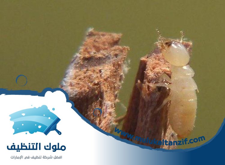 شركة مكافحة الرمة في مليحة